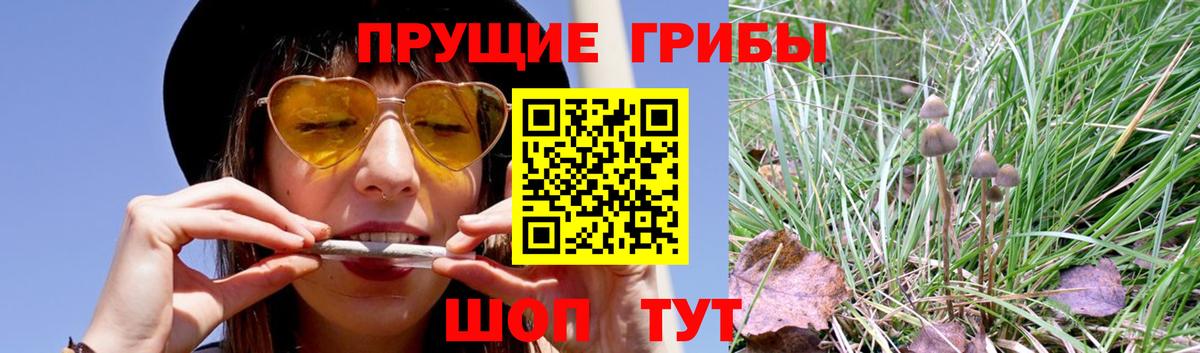 Псилоцибиновые грибы Magic Shrooms  Вход с VPN  Лениногорск  Псилоцибиновые грибы мицелий 